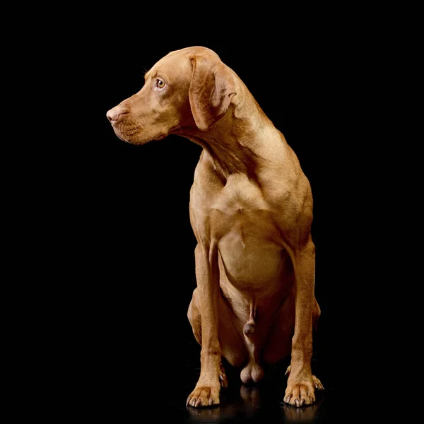 Studio Shot Van Een Schattig Hongaarse Vizsla Zittend Zwarte Achtergrond — Stockfoto