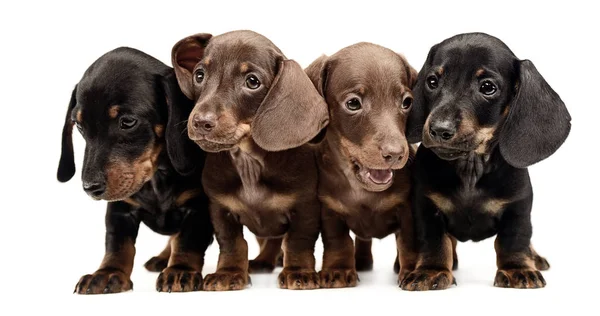 Vier Mooie Pup Teckels Logeren Naast Elkaar Witte Studio — Stockfoto