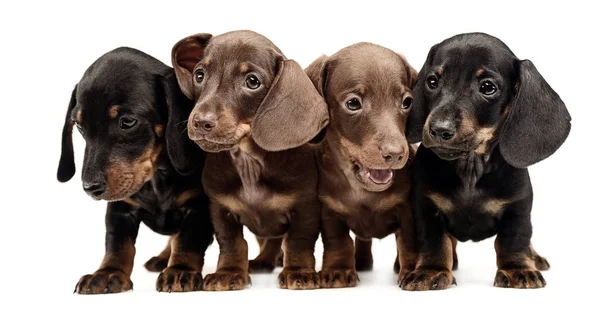 Quatro Adoráveis Cachorros Dachshunds Ficar Lado Lado Estúdio Branco — Fotografia de Stock