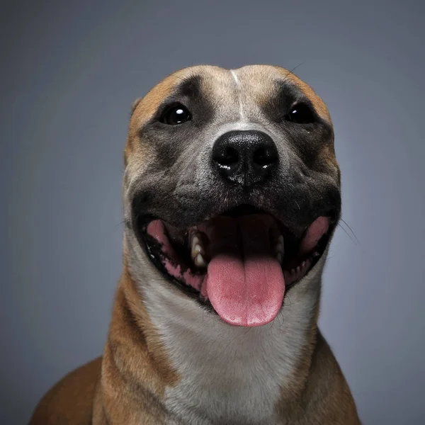 Karanlık Bir Stüdyoda Staffordshire Terrier Portre — Stok fotoğraf