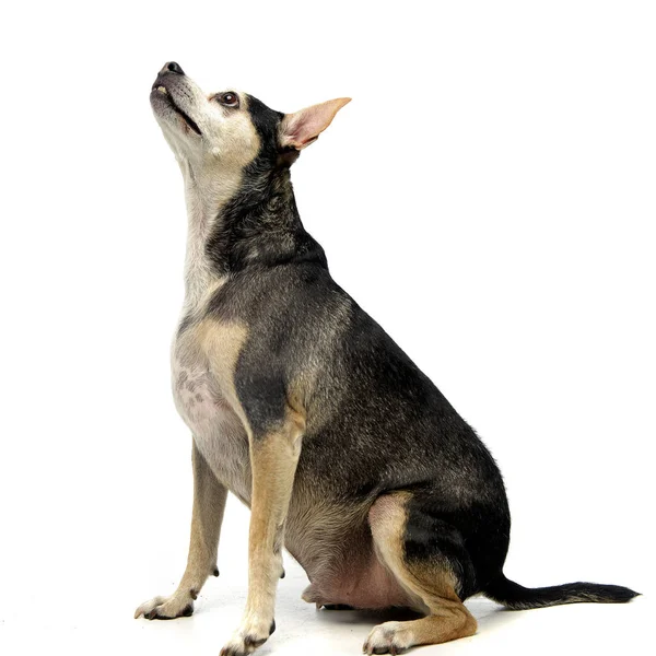 Студийный Снимок Очаровательной Собаки Смешанной Породы Стоящей Белом Фоне — стоковое фото