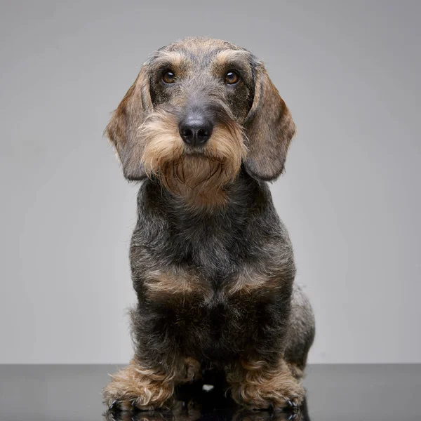 Estúdio Adorável Dachshund Sentado Sobre Fundo Cinza — Fotografia de Stock