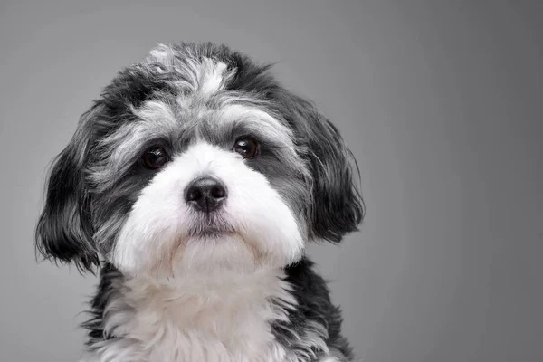 Porträt Eines Entzückenden Havanischen Hundes Isoliert Auf Grauem Hintergrund — Stockfoto