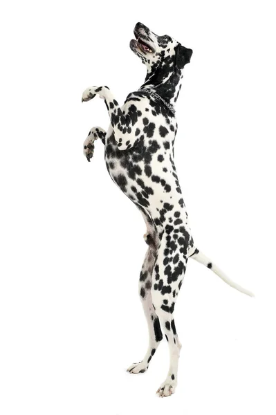 Söt Dalmatiner Stå Upp Till Två Ben Vit Bakgrund Fotostudio — Stockfoto