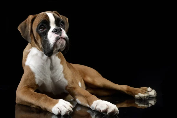 Studio Shot Adorabile Cane Boxer Sdraiato Sfondo Nero — Foto Stock