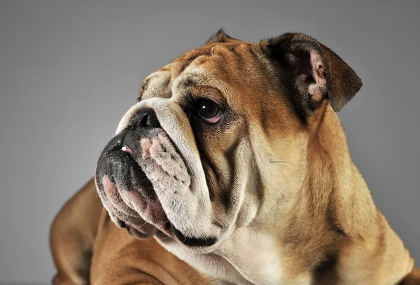 Bulldog Rahatlatıcı Gri Bir Stüdyoda Eğleniyor — Stok fotoğraf