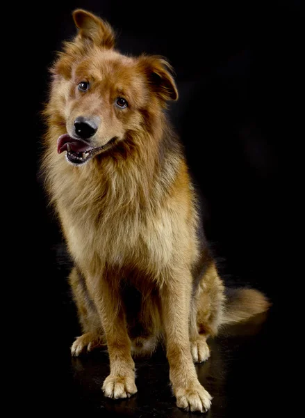 Mooie Rode Hond Portret Zwarte Achtergrond — Stockfoto