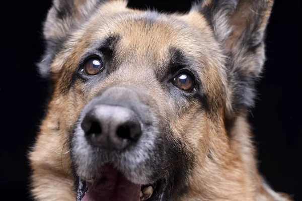 Cerrar Retrato Adorable Perro Pastor Alemán Aislado Sobre Fondo Blanco —  Fotos de Stock