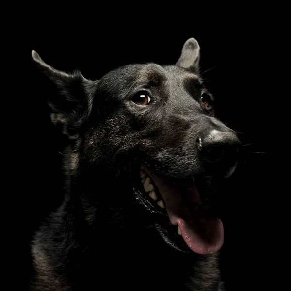 Karanlık Bir Stüdyoda Siyah Alman Çoban Köpek — Stok fotoğraf