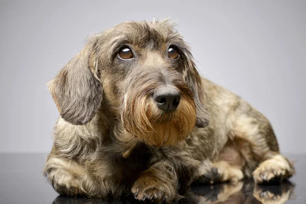 Estúdio Tiro Adorável Dachshund Deitado Sobre Fundo Cinza — Fotografia de Stock