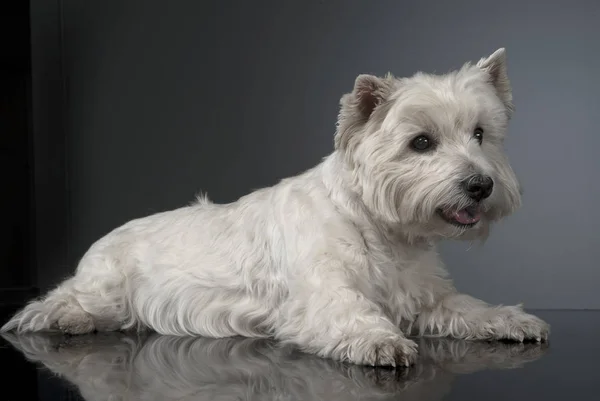 Fehér West Highland Terrier Pihen Stúdió — Stock Fotó