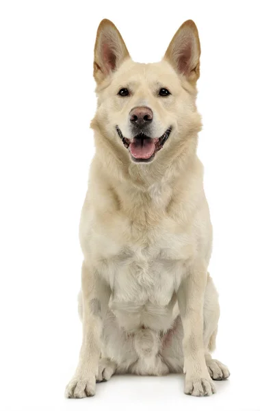 Chien Souriant Assis Dans Studio Backgroud Blanc — Photo