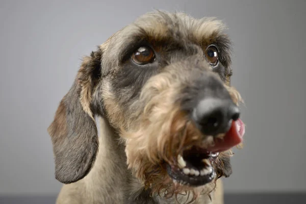 Portrait Adorable Dachshund Aux Cheveux Longs Prise Vue Studio Isolé — Photo