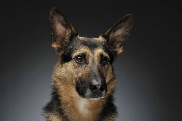 Duitse Herder Portret Studio Van Grijze Achtergrond — Stockfoto