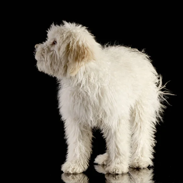 Estudio Lindo Cachorro Tibetano Terrier Pie Sobre Fondo Negro — Foto de Stock