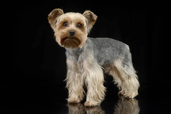 Strzał Studio Stoi Ładna Yorkshire Terrier Czarnym Tle — Zdjęcie stockowe