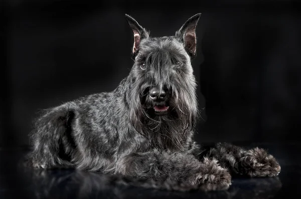 Miniatura Schnauzer Relajante Fondo Estudio Negro —  Fotos de Stock