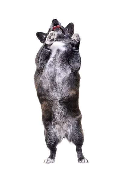 Очаровательный Пёс Смешанной Породы Стоящий Задних Лапах Студийный Снимок Изолированный — стоковое фото