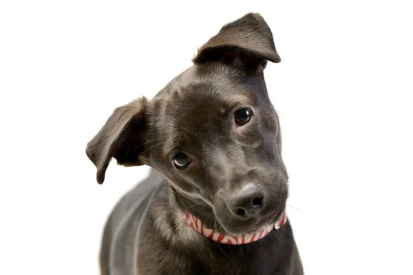 Bir Çok Güzel Karışık Doğurmak Köpek Yavrusu Atış Stüdyo Portresi — Stok fotoğraf