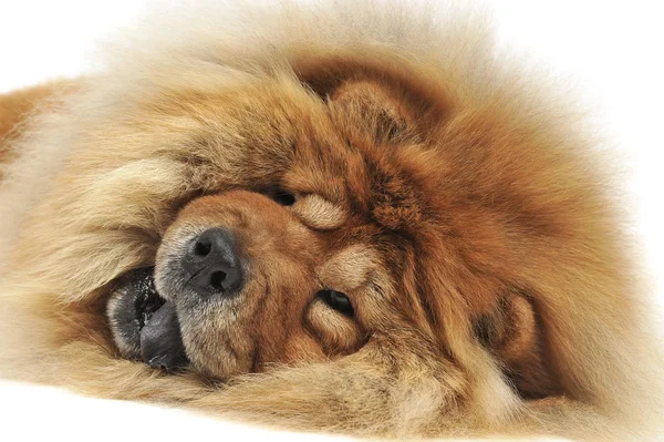 Chow Chow Couché Sur Sol Comme Lion — Photo