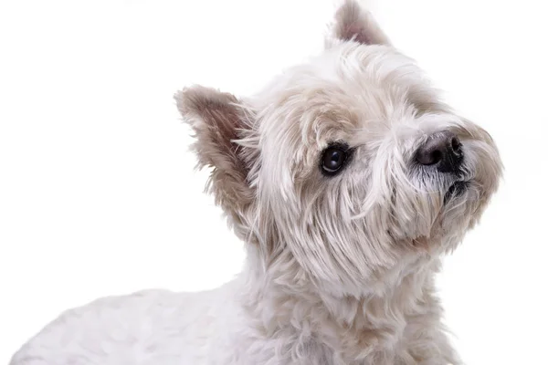 Retrato Adorable West Highland White Terrier Aislado Sobre Fondo Blanco —  Fotos de Stock