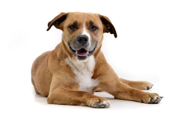 Studio Shot Van Een Schattig Staffordshire Terriër Liggend Witte Achtergrond — Stockfoto