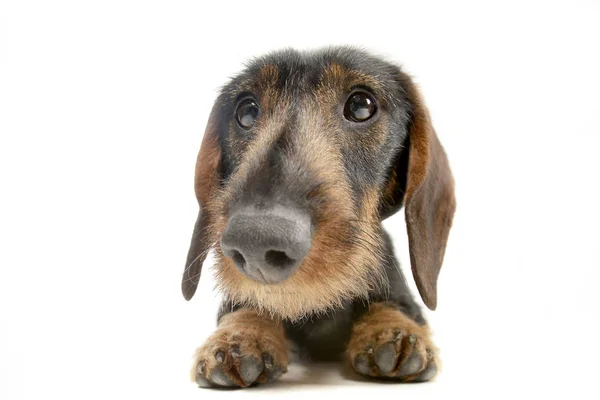 Studio Shot Adorable Dachshund Lying White Background — Stock Photo, Image