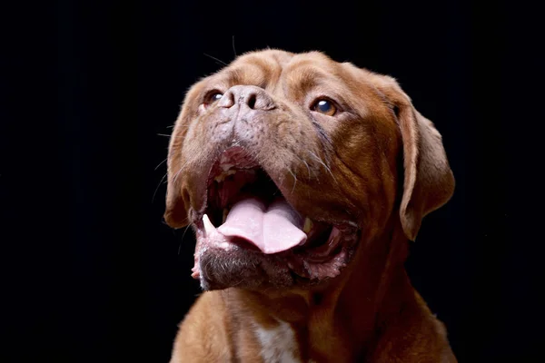 Portret Van Een Schattig Bordeauxdog Geïsoleerd Zwarte Achtergrond — Stockfoto