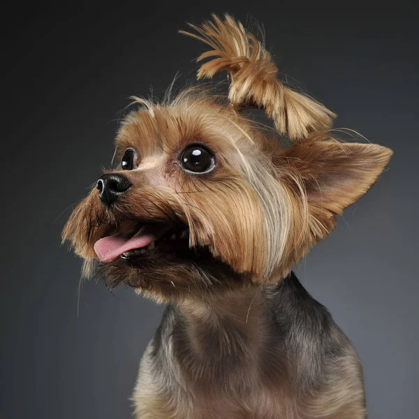 Porträt Eines Yorkshire Terriers Einem Abgestuften Grauen Hintergrund Mit Offenem — Stockfoto