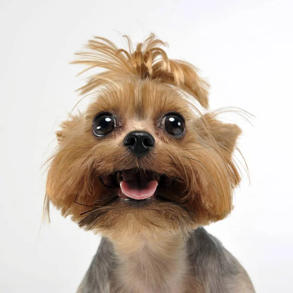 Yorkshire Terrier White Background Open Mouth — Stock Photo, Image