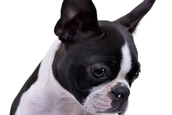 Porträtt Bedårande Boston Terrier Studio Skott Isolerad Vit — Stockfoto