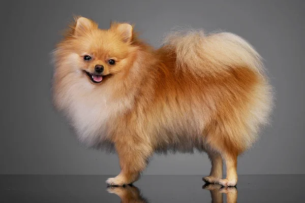 Estúdio Tiro Adorável Cão Pomerânia Sobre Fundo Cinza — Fotografia de Stock