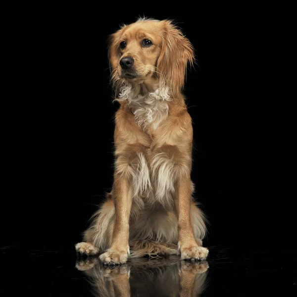 Misto Raça Marrom Engraçado Cão Escuro Estúdio — Fotografia de Stock