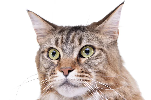 Çok güzel bir tekir kedi - atış, stüdyo portresi üzerine beyaz izole.