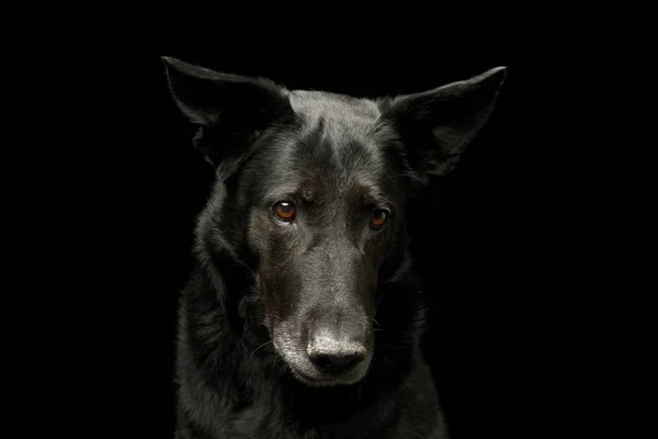 黒に分離された愛らしい混合された品種犬 スタジオの肖像画 — ストック写真