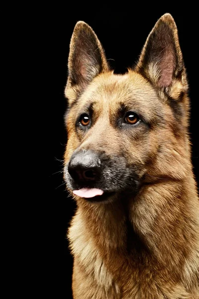 Portrét Rozkošný Německý Ovčák Pes Studio Střílel Izolované Černém Pozadí — Stock fotografie