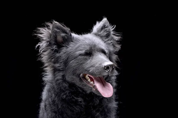 Portret Adorable Psa Mudi Białym Czarnym Tle — Zdjęcie stockowe