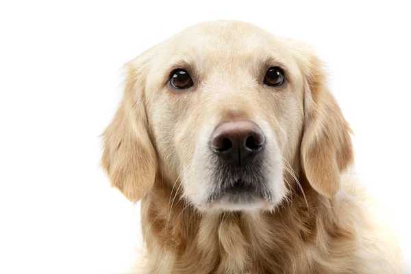 Portrait Adorable Mixed Breed Dog Studio Shot Isolated White — Stock Photo, Image