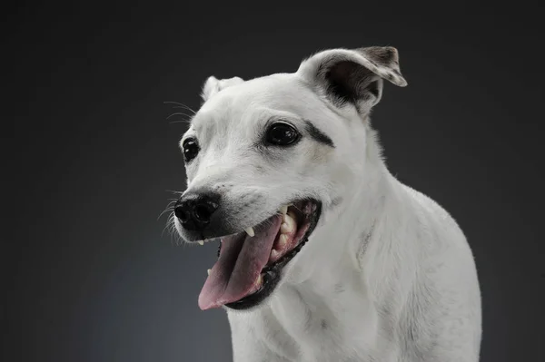 Perro Raza Mixta Blanco Con Retrato Orejas Divertidas Fondo Gris — Foto de Stock