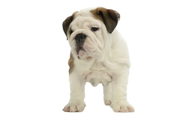 Filhote Cachorro Bulldog Bebê Estúdio Branco — Fotografia de Stock