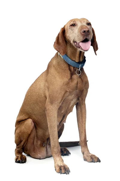 Studio Girato Adorabile Ungherese Vizsla Seduta Sfondo Bianco — Foto Stock