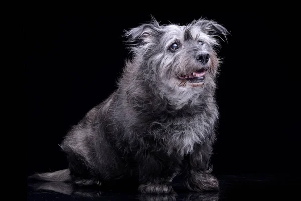 Estudio Disparo Perro Raza Mixta Adorable Sentado Sobre Fondo Negro — Foto de Stock