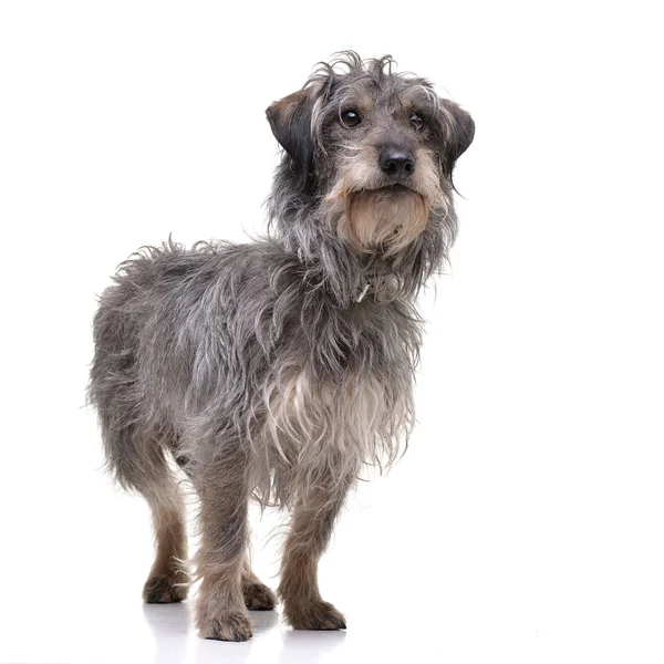 Beyaz arka plan üzerinde bir çok güzel karışık doğurmak köpek duran stüdyo çekim.