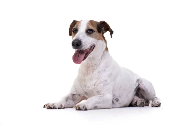 Strzał Studio Urocza Jack Russell Terrier Leżącego Białym Tle — Zdjęcie stockowe