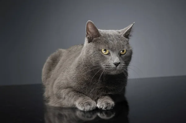 Μπλε Brit Γάτα Ένα Σκοτεινό Στούντιο — Φωτογραφία Αρχείου