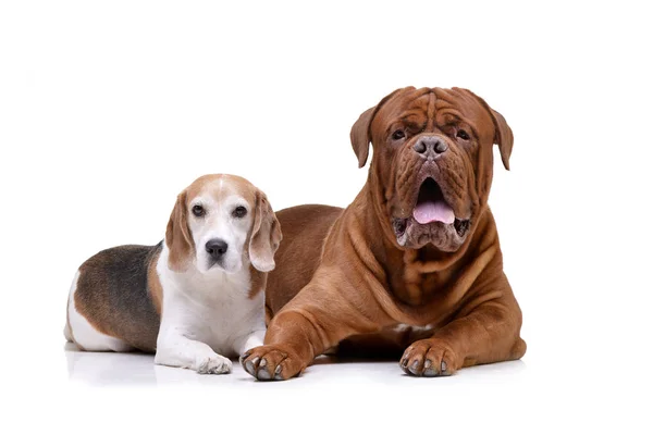 Студія Постріл Чарівні Dogue Бордо Beagle Лежав Білому Тлі — стокове фото