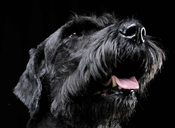 Forte Schnauzer Ritratto Sfondo Nero — Foto Stock