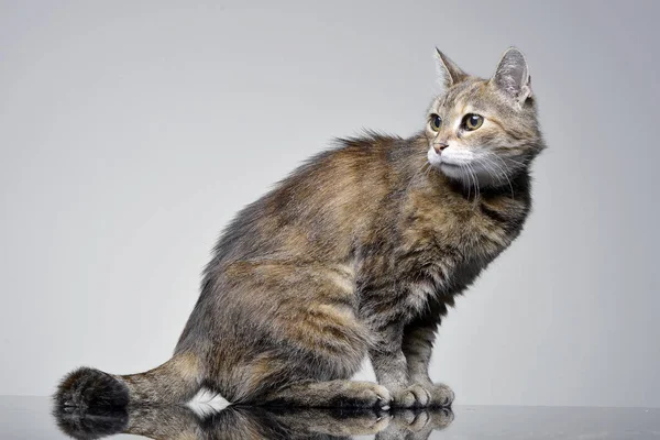 Studio Skott Bedårande Tabby Katt Sitter Grå Bakgrund — Stockfoto