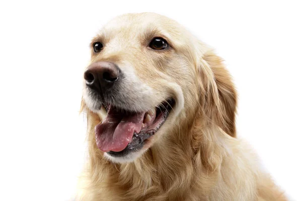 Retrato Cão Raça Mista Adorável Tiro Estúdio Isolado Branco — Fotografia de Stock