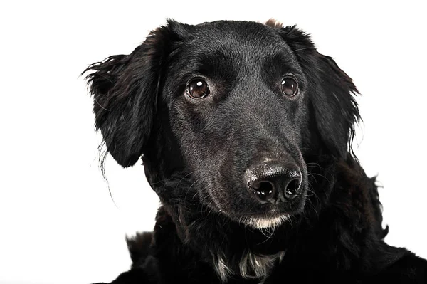 Retrato Perro Negro Estudio Blanco — Foto de Stock